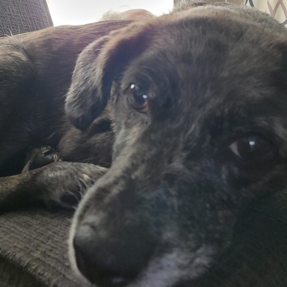 Meet your Posher, Jo, Baby Oliver, Sister Binky! - Picture 3 of 3